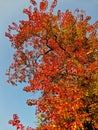 closeup of red leaves isolated on blue sky Royalty Free Stock Photo