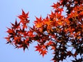 Closeup of red leaves Japanese maple Royalty Free Stock Photo