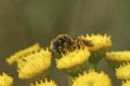 Closeup on a Red-legged furrow bee, Halictus rubicundus sitting on a yellow Tansy flower, Tanacetum vulgare Royalty Free Stock Photo