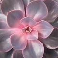 Closeup of a red and lilac succulent flower. Leaves and petals. The concept of a flower shop.