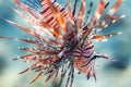 Closeup red lionfish in Red Sea, Sharm Sheikh, Egypt Royalty Free Stock Photo