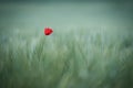 Closeup of the red lonely poppy flower in the green field. Papaver rhoeas. Royalty Free Stock Photo