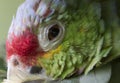 Closeup Red-lored Parot Royalty Free Stock Photo