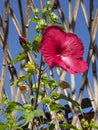 Closeup of red mallow with large flowers Royalty Free Stock Photo