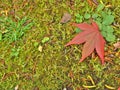 Closeup of red maple leaf on forest floor. Royalty Free Stock Photo