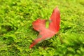 Closeup of red maple leaf Royalty Free Stock Photo