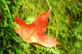 Closeup of red maple leaf Royalty Free Stock Photo