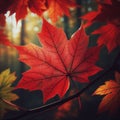 A closeup of a red maple leaf with veins and spots detaching from a branch. Royalty Free Stock Photo