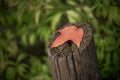 Red maple leaf on a wooden fence in a public garden Royalty Free Stock Photo