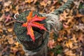 red maple leaf on a wooden fence in a public garden Royalty Free Stock Photo