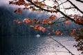 Closeup of red maple leaves on tree in the rain