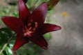 Red Tiger Lily of Saskatchewan