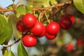 Closeup - red mirabelle plums Prunus domestica syriaca fruits on tree branch lit by afternoon sun Royalty Free Stock Photo