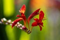 Closeup of a red montbretia flower in the field