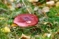 Closeup of red mushroom fungi or toadstool growing in damp and wet grass in remote forest, woods or meadow field