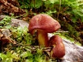 Closeup of red mushrooms