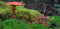 Closeup of red mushrooms in green moss Royalty Free Stock Photo