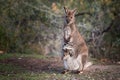 Closeup of a red-necked wallaby with a joey in its pouch Royalty Free Stock Photo