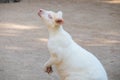 Closeup of a Red-necked Wallaby white albino female, kangaroo Macropus rufogriseus Royalty Free Stock Photo