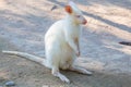 Closeup of a Red-necked Wallaby white albino female, kangaroo Macropus rufogriseus Royalty Free Stock Photo