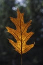 Closeup of a red oak leaf with bokeh Royalty Free Stock Photo