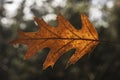 Closeup of a red oak leaf Royalty Free Stock Photo