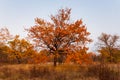 red oak tree among a autumn plain