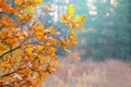 Red oak tree branch in forest Royalty Free Stock Photo