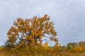 closeup red oak tree on forest glade Royalty Free Stock Photo