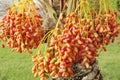 Closeup of red and orange dates clusters Royalty Free Stock Photo