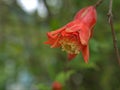 Closeup red orange flower of Punica granatum protopunica ,Pomegranate flowering plants in garden with blurred background ,macro Royalty Free Stock Photo