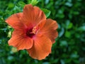 Closeup red orange hibiscus flower in garden with green blurred bcakground ,macro image ,sweet color