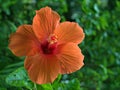 Closeup red orange hibiscus flower in garden with green blurred bcakground ,macro image ,sweet color