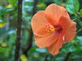 Closeup red orange hibiscus flower plants with water drops n garden and blurred background ,macro image ,sweet color