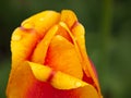Closeup of red orange tulip with droplets of water. Royalty Free Stock Photo