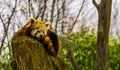 Closeup of a red panda laying on a stumped tree top, Endangered animal specie from Asia