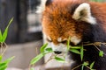 Red Panda or Lesser panda (Ailurus fulgens) gnawing bamboo leaves. Royalty Free Stock Photo