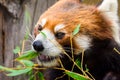 Red Panda or Lesser panda (Ailurus fulgens) gnawing bamboo leaves. Royalty Free Stock Photo