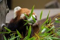 Red Panda or Lesser panda (Ailurus fulgens) gnawing bamboo leaves. Royalty Free Stock Photo