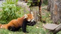 Red Panda or Lesser panda (Ailurus fulgens) gnawing a tree branch. Royalty Free Stock Photo