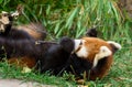 Red Panda or Lesser panda (Ailurus fulgens) gnawing a tree branch Royalty Free Stock Photo