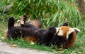 Red Panda or Lesser panda (Ailurus fulgens) gnawing a tree branch. Royalty Free Stock Photo