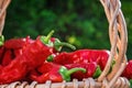 Closeup of red paprika chili pepper in the basket basket outdoors on a sunny day Royalty Free Stock Photo