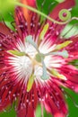 Closeup of a red passiflora bloom Royalty Free Stock Photo