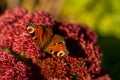 closeup of red peacock butterfly on red flower Royalty Free Stock Photo