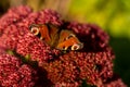 closeup of red peacock butterfly on red flower