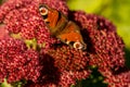 closeup of red peacock butterfly on red flower