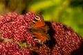 closeup of red peacock butterfly on red flower