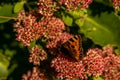 closeup of red peacock butterfly on red flower