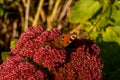 closeup of red peacock butterfly on red flower